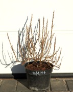 ROKITNIK POSPOLITY HIKUL - MĘSKI * ŁADNA SADZONKA * SUPER