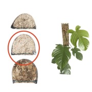 Palik z mchu sphagnum podpora Grow vertical 50x5 rozmiar XL monstera