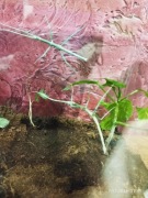 Medauroidea extradentata Patyczak rogaty odmiana „Blue” wysyłki!