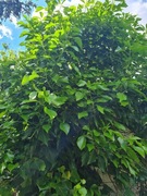 Bluszcz ogrodowy zimozielony