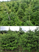 Jodła kaukaska 150- 350 cm 