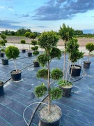 BONSAI bonsaj Lawsona Ivonne Cyprys