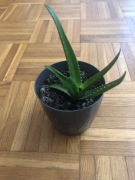 Aloes roślina w doniczce 