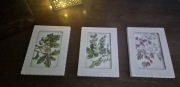 3 obrazki ścienne - motywy roślinne