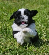Shih Tzu szczeniaki rodowodowe