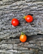 CAFE BLUE  pomidor kolekcjonerski 