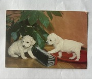 Młode pudle psy pocztówka wysłana ze znaczkiem lata 80-te