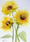 Delikatne słoneczniki Original Akwarela A4