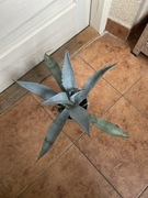 Agave, agawa,,americana” duża roślinka wyprzedaż