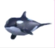 Orca - Adopt Me Roblox
