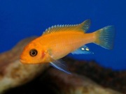 Pyszczaki Zebra Red Red, młode 3-5cm WYSYŁKA