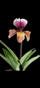Storczyk Paphiopedilum 