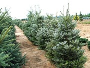Jodła koreańska 0.5-2m 