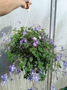 Skrętnik Streptocarpus Santiago doniczka wisząca 