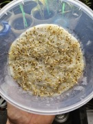 Nostrzyk biały dwuletni 1kg