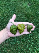 Olive Fever Papryka Ostra