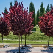 Śliwa wiśniowa 'Pissardii', wysokość 3m, obwód 6-12cm