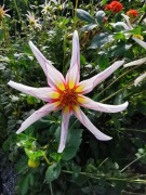 Dalia Honka Fragile-10 nasion 