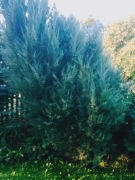 Tuje wysokie do uzupełnienia szpaleru