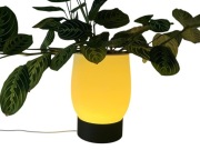 Doniczka Lampka Led z Maranta Lemon Lime 65cm rozpiętość, 22cm wys doniczki