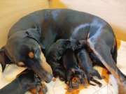 PINCZER ŚREDNI NIEMIECKI - PIESKI CZARNE PODPALANE - ZAREZERWOWANE !!