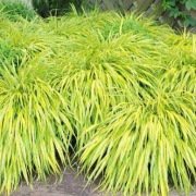 Hakonechloa All Gold C1,5