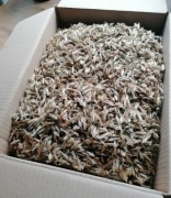 Nasiona przegorzan kulisty, miododajne 1kg