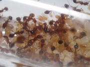 Tetramorium bicarinatum królowa z 40-50 robotnicami 