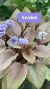 Kolekcjonerski fiołek afrykański saintpaulia Scales liść do ukorzenienia