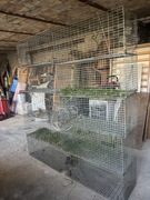 Klatki weterynaryjne do przewozu zwierząt lub kosze gabionowe 