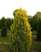 Tuja thuja żywotnik Europe Gold 70-90 cm Donica. 