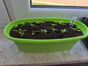 Zestaw 15 szt sadzonek papryki słodkiej czerwonej 