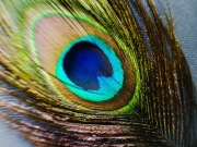 Quille Quills promienie pawiego pióra