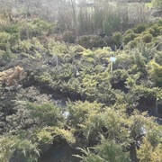 Jałowiec płożący 90-120 cm, Donica. Różne odmiany.