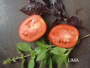 LIMA nasiona kolekcjonerskie