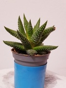 Haworsja oszroniona Haworthia fasciata Concolor - zjawiskowy sukulent