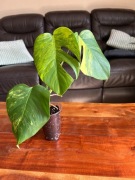 Monstera Variegata Marmorata Aurea - ukorzeniona roślina