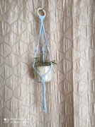 Kwietnik makramowy "Ceropegia"