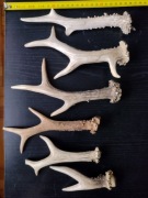 Parostki kozła sarny, zrzuty, poroże