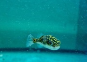 Kolcobrzuch dwu plamy rozdymka 