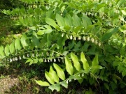 Kokoryczka wielokwiatowa 1szt- 4zł(bulwa )