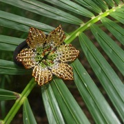 Encanto Accesories gumka do włosów Kolumbia