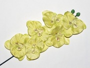 Limonkowy Storczyk – Jasna Zieleń – Wiosenna Świeżość