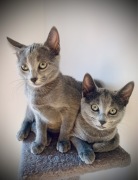 Koty Rosyjskie Niebieskie 