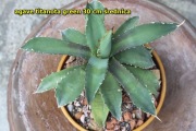 Agave titanota 30 cm śr duża piękna zielona sukulent