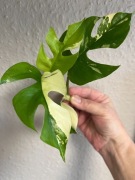 Raphidophora Tetrasperma Variegata - Monstera Minima