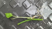 Monstera Obliqua sp. Colombia ukorzeniona sadzonka 1-węzłowa aroid 3