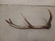 Poroże jelenia/wieszak