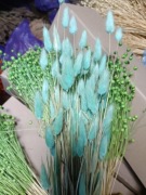 lagurus dmuszek jajowaty trawa suszony mięta turkus