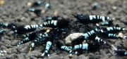 Krewetki Caridina Pinto Zebra Black ZAMIANA GRATIS